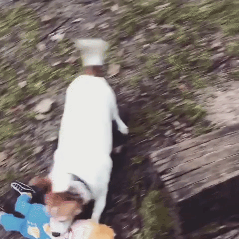 leswauz #g20 #hamburg #2017 #trump #dog #dogblog #terrier GIF