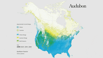 northern harrier GIF by audubon