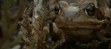 frog ribbit GIF by Jerology