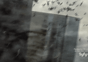 alexgarofalo31  GIF