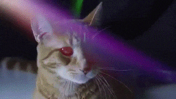 GIF by Meow Mix Demo