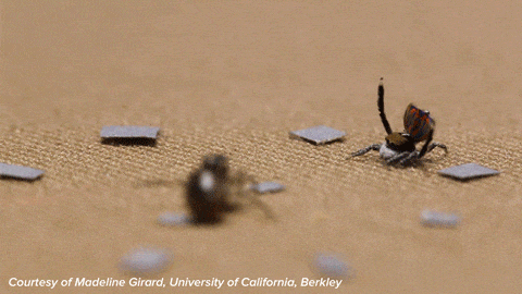 Dance Spider Gif By Science Friday Find Share On Giphy Dance Spider Gif By Science Friday Find Share On Giphy
