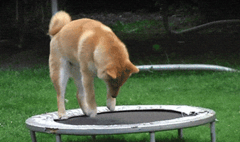 bounce trampoline doge shiba inu moon pls