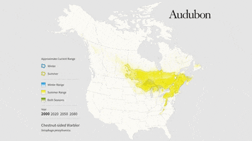 chestnut-sided warbler GIF by audubon