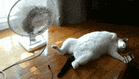 Heat Wave Cat GIF