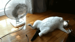 Cat Summer GIF - Find & Share on GIPHY