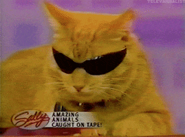 TV gif. Cat wears sunglasses, looking extremely rad on the Sally talk show. Text reads, "Sally. Amazing animals caught on tape."