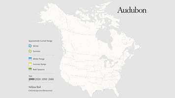 Yellow Rail GIF by audubon