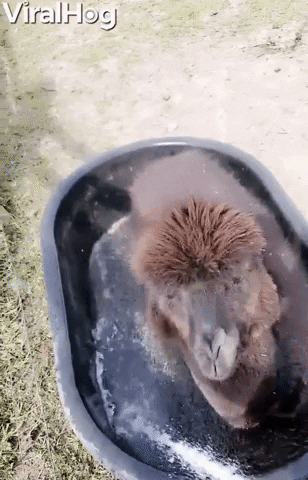 Water Tank Is Perfect Bathtub For Alpaca GIF by ViralHog