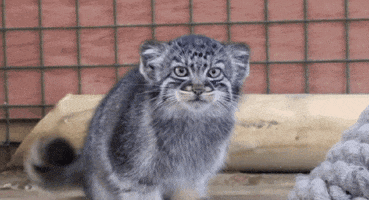 Pallas Cat GIFs - Find & Share on GIPHY