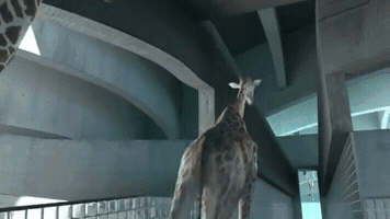 karidusenbery  GIF