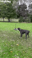 Dog GIF by ViralHog