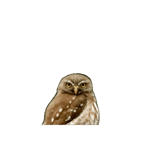 Alma Sticker by Finca Terrerito