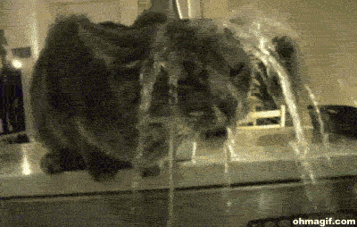 water drinking GIF