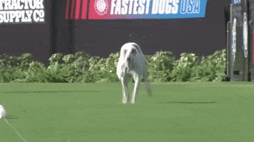 Dog Running GIF by American Kennel Club