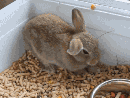 easter bunnies GIF