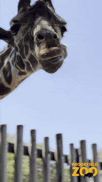 Cute-giraffe GIFs - Get the best GIF on GIPHY