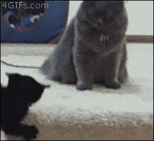cat finish him GIF
