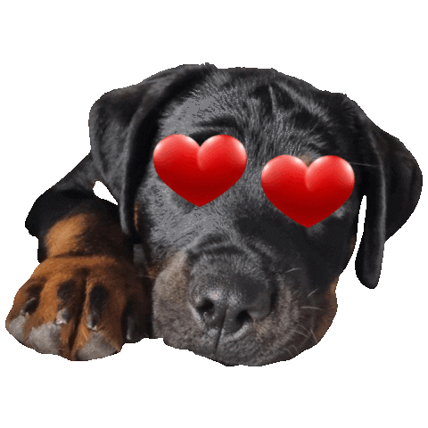 In Love Sticker by 4 Paws Natural Treats