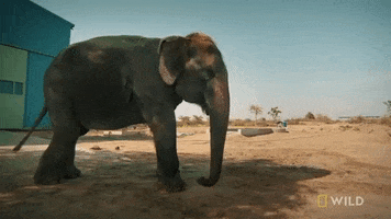 Elephant GIF by Nat Geo Wild