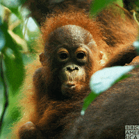 Baby Monkey Television GIF by BBC America