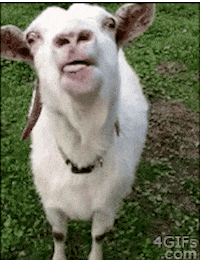 tasty goat GIF