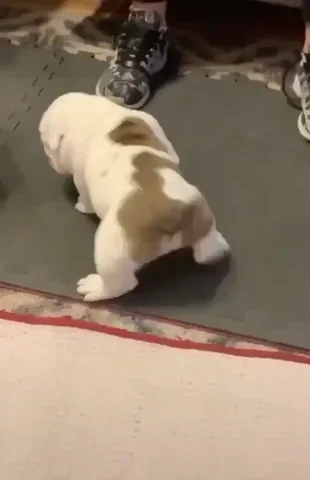 Dog Bulldog GIF