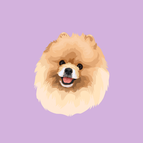 shineonmepetboutique GIF