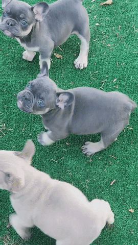 French Bulldog GIF