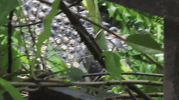 Asiaone GIF