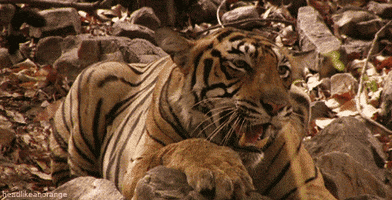 Big Cats Tiger GIF