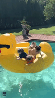 Pooch Pals Relax on Inflatable Duck