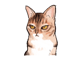 Cats No Sticker