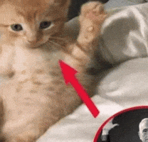 Cat Cinema GIF