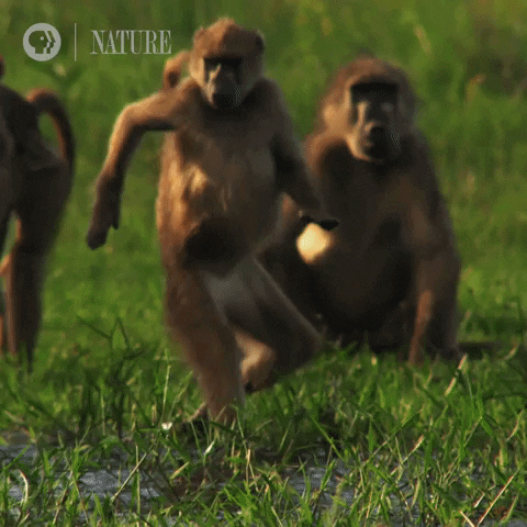 Wading Tippy Toe GIF by Nature on PBS