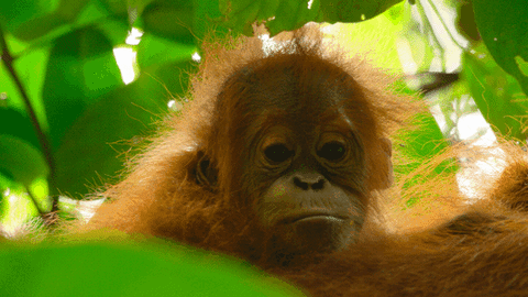 orangutangs meaning, definitions, synonyms