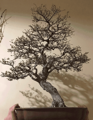 Bonsaã¯ Thomas Roy GIF