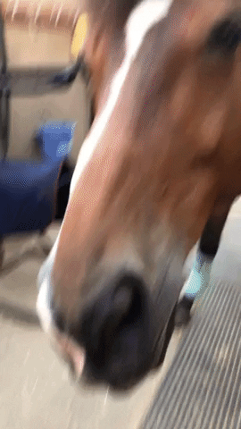 GingerBiscuits horse cookie ginger biscuits horse treat GIF
