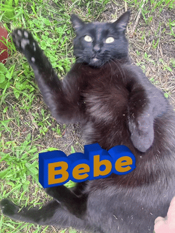 Cat GIF