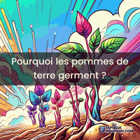 expliquepourquoi-germination-pommes-de-terre-conditions-hormones-vgtales-UCHLv9NGknJZa7Kw9i
