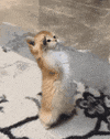 GIF