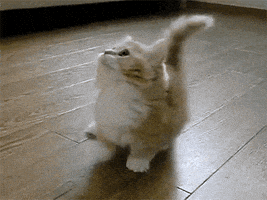 kitten bae GIF