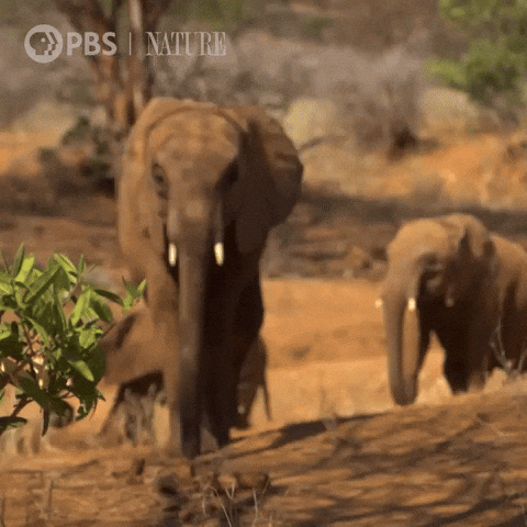 Explore Pbs Nature GIF by Nature on PBS