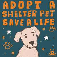 Dogs Adopt GIF by Best Friends Animal Society