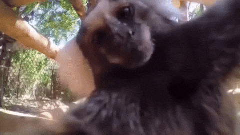 Monkey Kissing GIF