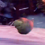how to train your dragon dragons GIF