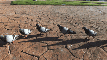 pigeons GIF