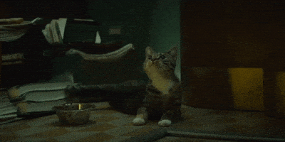 Tom Hiddleston Cat GIF