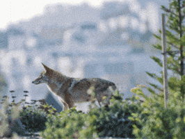 Coexist San Francisco GIF by Oakland Zoo