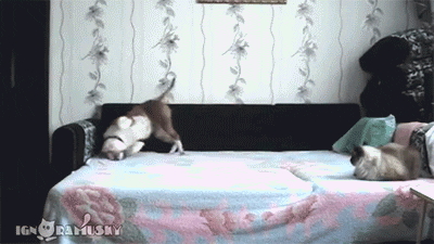 https://media2.giphy.com/media/UJcsKwBokIqD6/giphy.gif